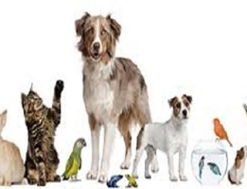 بیمه‌نامه درمان حیوانات خانگی دانا